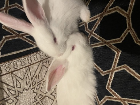 SAR 50,  BUNNIES FOR SALE