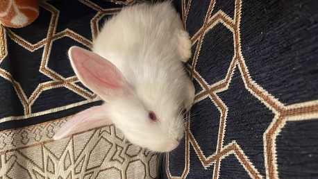 SAR 50,  BUNNIES FOR SALE photo 2