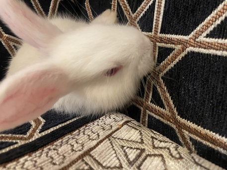 SAR 50,  BUNNIES FOR SALE photo 3