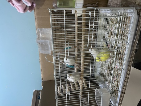 SAR 250,  TRAINED ALBINO Budgies BIRDS FOR SALE