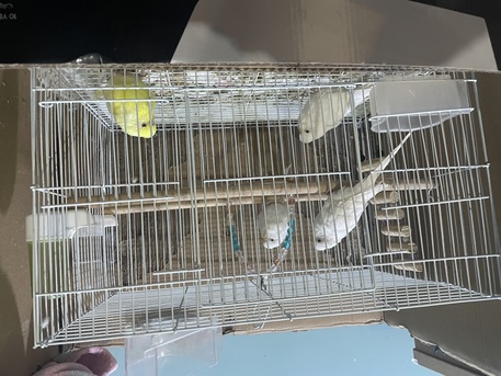 SAR 250,  TRAINED ALBINO Budgies BIRDS FOR SALE photo 2