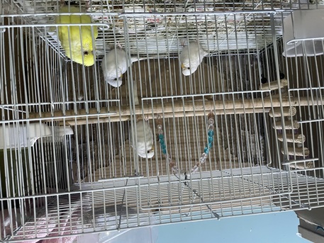 SAR 250,  TRAINED ALBINO Budgies BIRDS FOR SALE photo 3