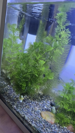 SAR 10,  Aquarium Plant