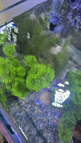 SAR 10,  Aquarium Plant photo 2