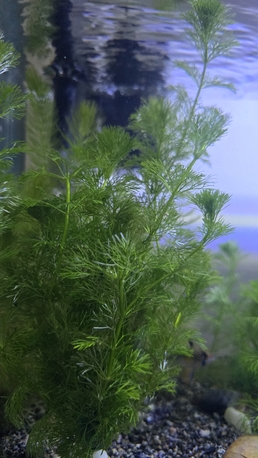 SAR 10,  Aquarium Plant photo 3