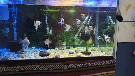 SAR 1200,  Fish Aquarium With Fishes photo 1