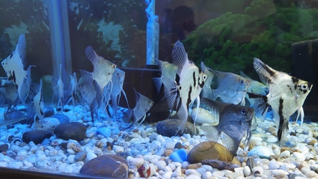 SAR 1200,  Fish Aquarium With Fishes photo 2