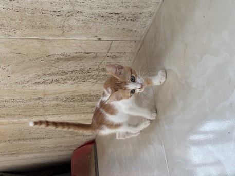 2 Month Old Male Kitten Available For Adoption! Serious Adopters Only