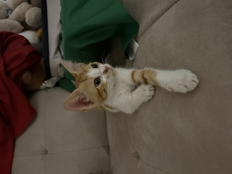 2 Month Old Male Kitten Available For Adoption! Serious Adopters Only photo 2