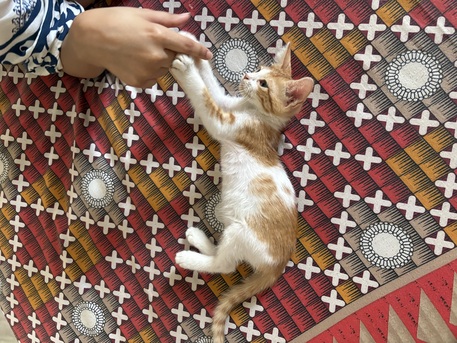2 Month Old Male Kitten Available For Adoption! Serious Adopters Only photo 3