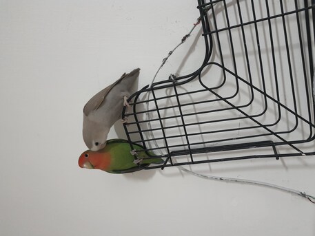 SAR 500,  Breeding Love Birds Pair For Sale Healthy And Active(500 With Huge Fancy Cage) photo 1