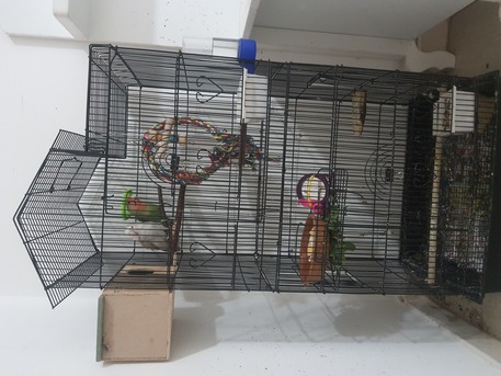 SAR 500,  Breeding Love Birds Pair For Sale Healthy And Active(500 With Huge Fancy Cage) photo 2