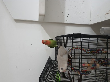 SAR 500,  Breeding Love Birds Pair For Sale Healthy And Active(500 With Huge Fancy Cage) photo 3