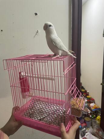 SAR 100,  LOVE BIRD WHITE WITH CAGE photo 1