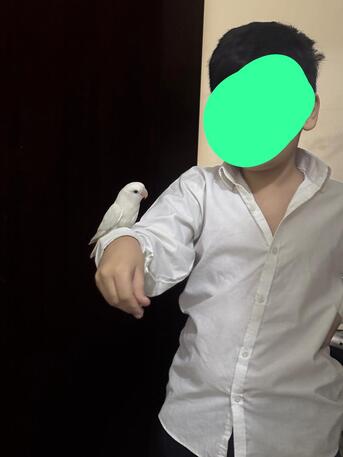 SAR 100,  LOVE BIRD WHITE WITH CAGE photo 3