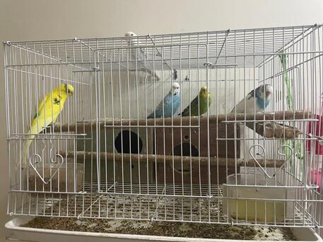 SAR 160,  Selling 4 Buggies Love Birds With Cage photo 1