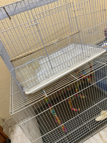 SAR 80,  Bird Cage photo 2