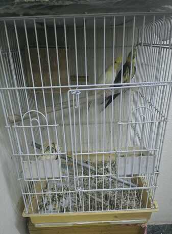 SAR 450,  A Pair Of Birds Along With A Quality Cagd Is Available For Sale