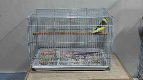 SAR 100,  Male Budgie & Cage For Sale photo 1