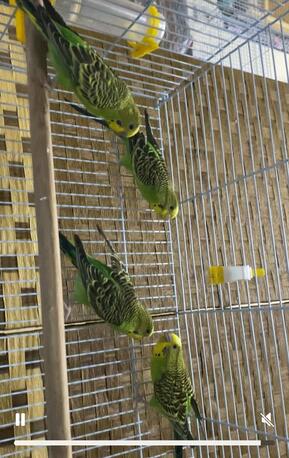 SAR 120,  Birds
