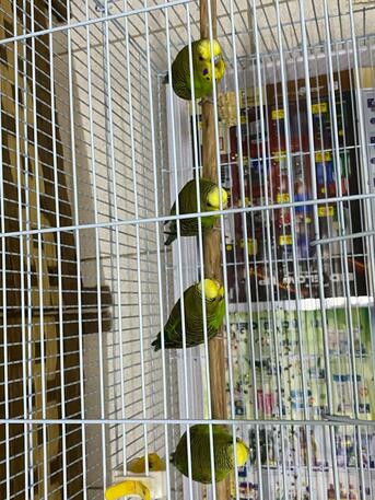 SAR 120,  Birds photo 2