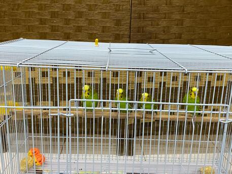 SAR 120,  Birds photo 3