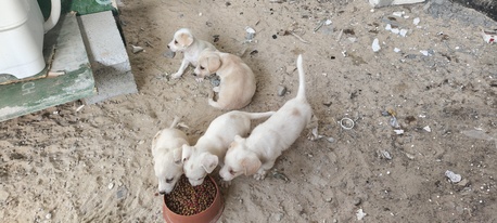 SAR 1,  PUPPIES FOR ADOPTION - FREE TO A LOVING HOME