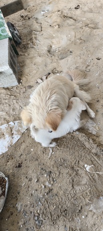 SAR 1,  PUPPIES FOR ADOPTION - FREE TO A LOVING HOME photo 2