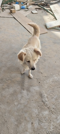 SAR 1,  PUPPIES FOR ADOPTION - FREE TO A LOVING HOME photo 3