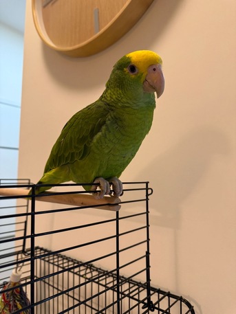 SAR 3000,  Amazon Parrot For Sale photo 1