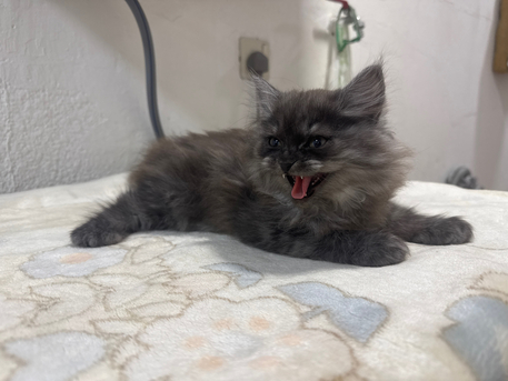 SAR 850,  Siberian Mix - Each Or Pair - Kittens For Sale photo 1