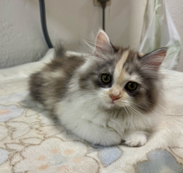 SAR 850,  Siberian Mix - Each Or Pair - Kittens For Sale photo 2