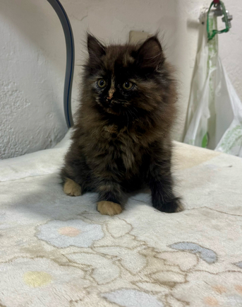 SAR 850,  Siberian Mix - Each Or Pair - Kittens For Sale photo 3