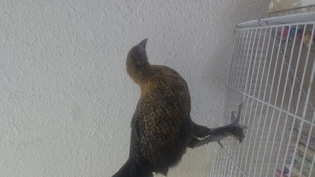 SAR 30,  Young Chicken For Sale photo 1