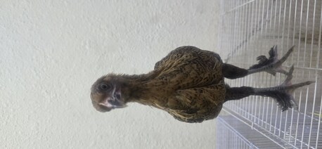 SAR 30,  Young Chicken For Sale photo 2