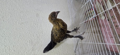 SAR 30,  Young Chicken For Sale photo 3