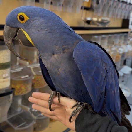 Adorable Hyacinth Macaw