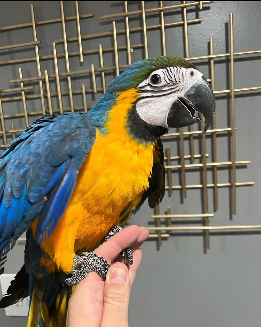 Blue And Gold Macaws Parrots