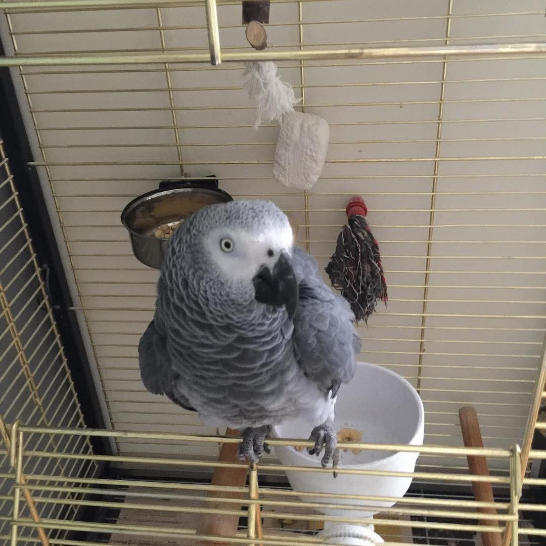 Talkative male and female African Grey parrots available now for sale
