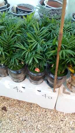 SAR 35,  Flowers,Indoor&Outdoor Plants Are Available In Riyadh With Delivery-0551298565 photo 3