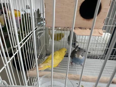 SAR 150,  Budgies Pair With Cage And Food For Sale photo 1