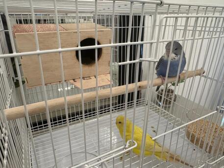 SAR 150,  Budgies Pair With Cage And Food For Sale photo 2