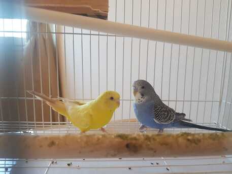 SAR 150,  Budgies Pair With Cage And Food For Sale photo 3