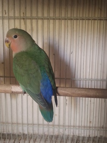 SAR 100,  Love Bird For Sale