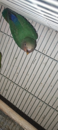 SAR 100,  Love Bird For Sale photo 2