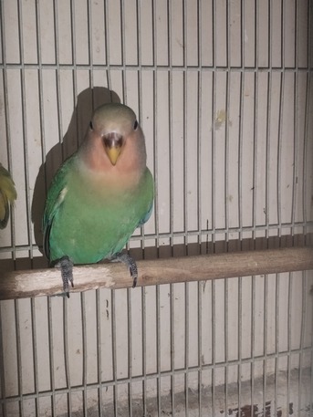 SAR 100,  Love Bird For Sale photo 3