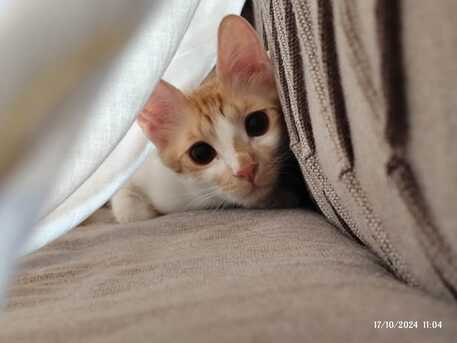 Sweet Cat Seeking A Loving Home- Cat Adoption photo 1