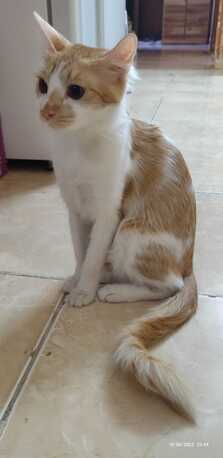 Sweet Cat Seeking A Loving Home- Cat Adoption photo 3