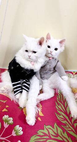 Two Cute White Persian Kittens photo 1