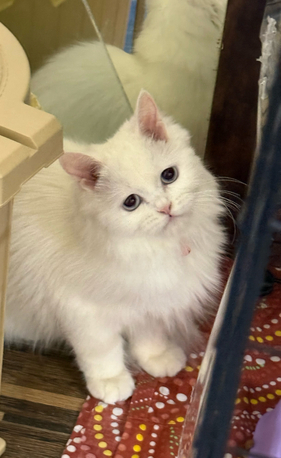 Two Cute White Persian Kittens photo 2